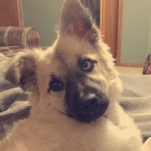 Meet your Posher, Millie